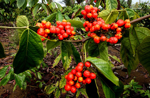Bahia passa a ser maior produtor de guaraná do mundo