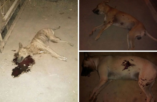 Ituaçu: Homem surta mata três cachorros, atira em carro e contra um homem