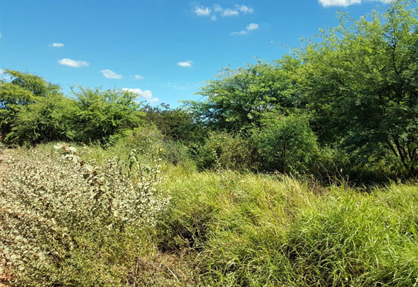 Grande quantidade de mato atrai Iguana para Bairro Feliciano Pereira