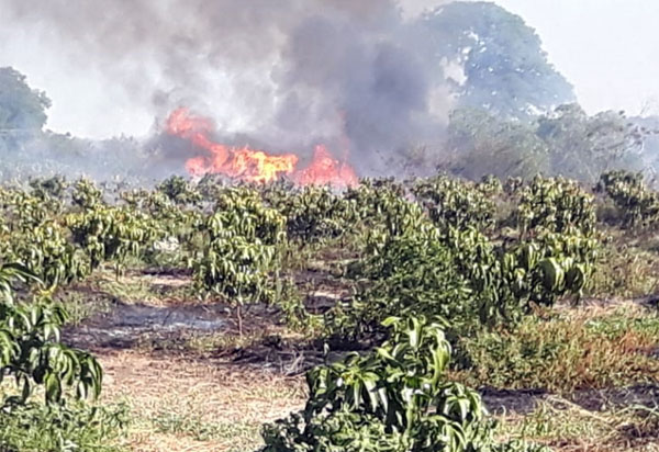 Incêndio destrói plantação de mangueiras em Livramento; proprietário suspeita de incêndio criminoso