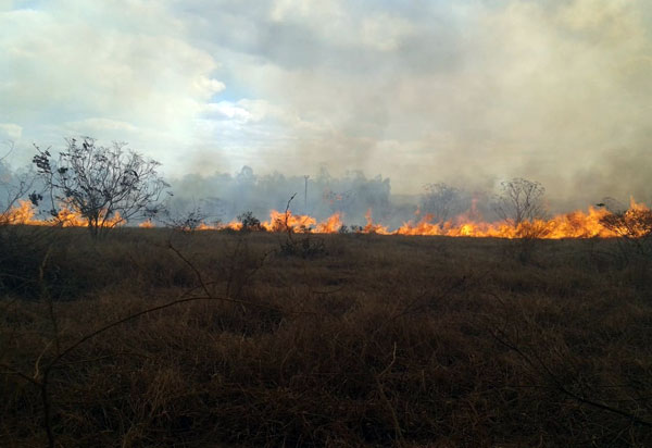 Incêndio atingiu fazenda e área de Uesb em Vitória da Conquista 