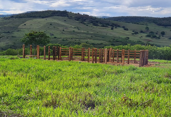 Sudoeste da Bahia: Idoso morre após ataque de abelhas