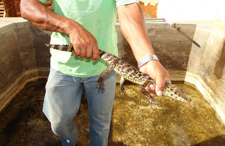 Brumado: Filhote de Jacaré é encontrado na região de Itaquaraí