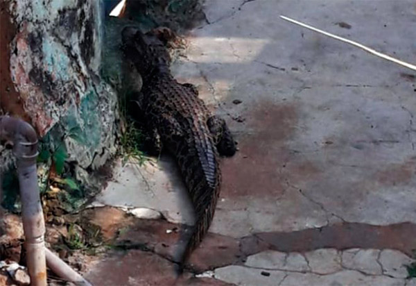 Caculé: Jacaré é flagrado caminhando na Rua Tomé de Souza