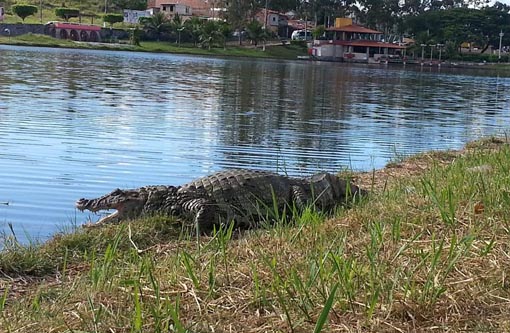 Itapetinga: Jacaré é flagrado no Parque Poliesportivo da Lagoa
