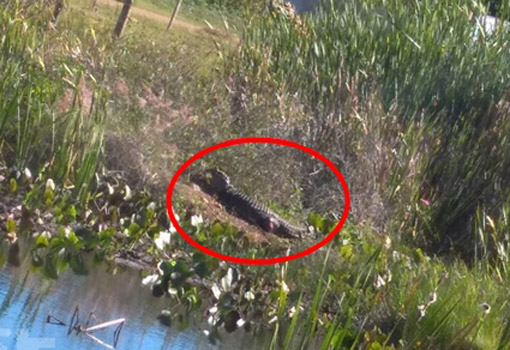 Livramento: Jacaré é visto com frequência na lagoa do Bairro Estocada