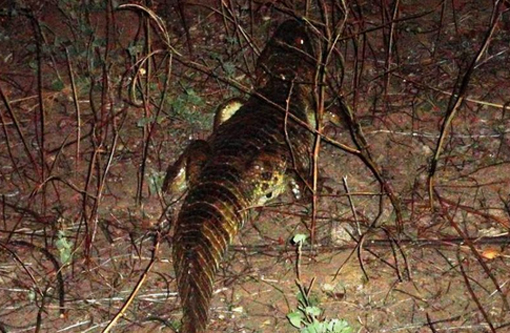 Jacaré é visto na Zona Rural de Livramento de Nossa Senhora