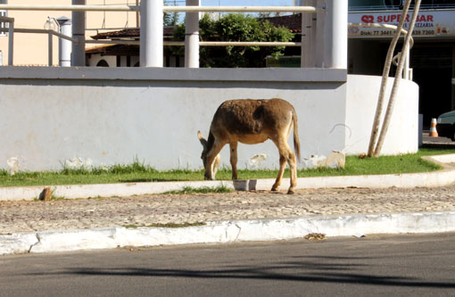 Brumado: Animais estão destruindo a grama da Praça da Prefeitura