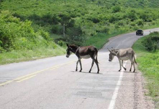 Região Sudoeste: internauta alerta sobre o risco de acidentes devido ao grande número de animais soltos nas rodovias 