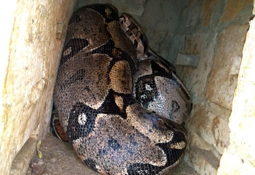 Brumado: cobra Jiboia foi capturada em Fazenda na Comunidade de Correias