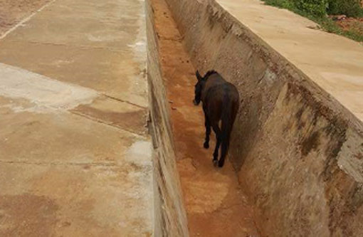Brumado: Populares pedem ajuda para resgatar jumenta em canal de córrego 