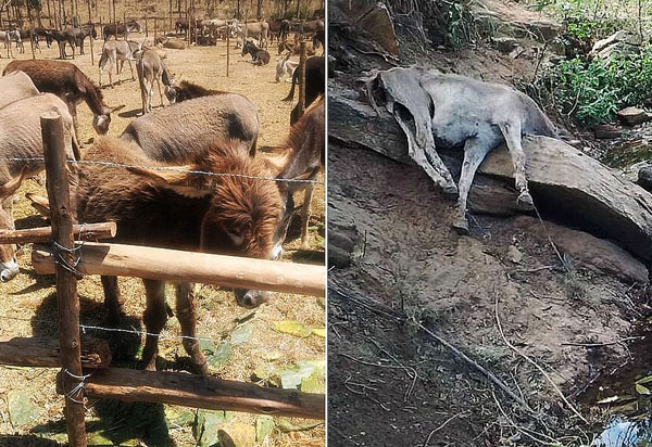 Justiça proíbe confinamento de jumentos acima da capacidade de frigorífico em Itapetinga