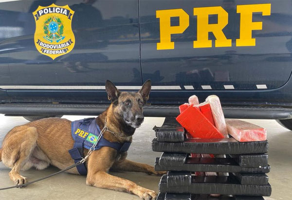Cães k-9 da PRF auxiliam na apreensão de aproximadamente 27 kg de maconha em Vitória da Conquista