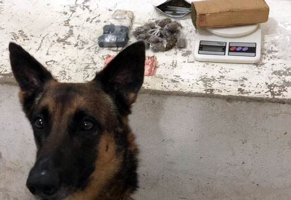 Cadela farejadora localiza drogas em Vitória da Conquista