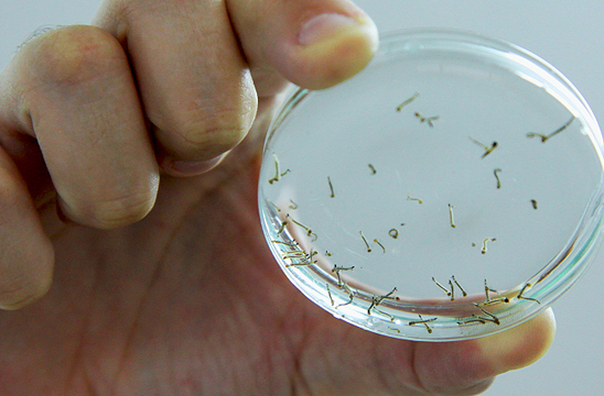 Estudos vão definir prioridades no combate à dengue
