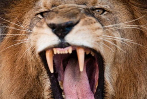 Receita fiscaliza redes sociais procurando ostentação não declarada no IR