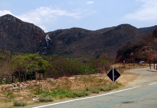 Exames laboratoriais poderão identificar causa da morte de Saguis na região de Livramento