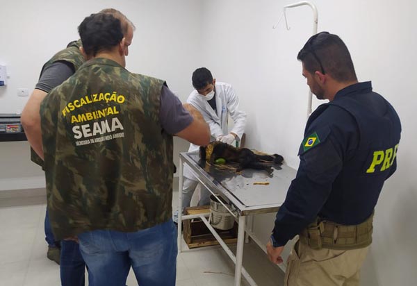 PRF socorre macaco prego atropelado em Guanambi