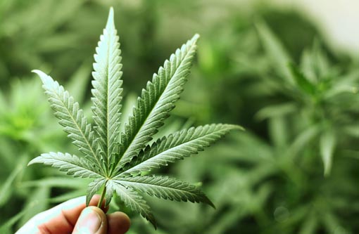 Decisão na Justiça obriga Anvisa a liberar tratamento com derivado da maconha