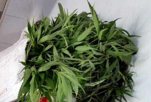 Maconha foi incluída na lista brasileira de plantas medicinais da Anvisa