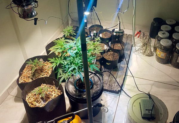 Sudoeste: Bancário mantinha estufa para plantação de maconha