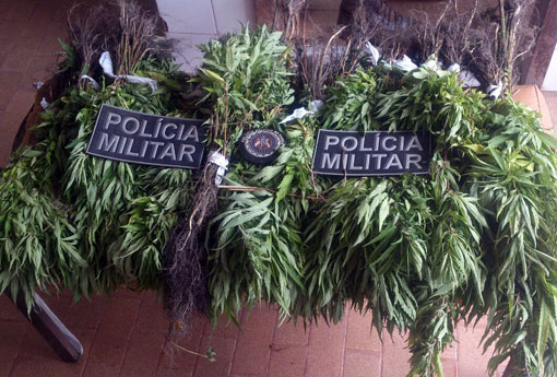 Barra da Estiva: polícia apreende mais de 1.000 pés de maconha encontrados na zona rural