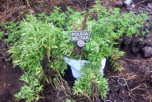 Barra da Estiva: polícia apreende mais de 1.000 pés de maconha encontrados na zona rural