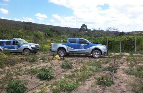 Barra da Estiva: Polícias Civil e Militar descobrem plantação e mudas de Maconha