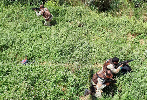 Bahia: Plantação com cerca de 200 mil pés de maconha é descoberta pela polícia