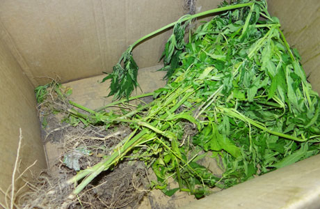 Contendas do Sincorá: Polícia descobre plantação de maconha