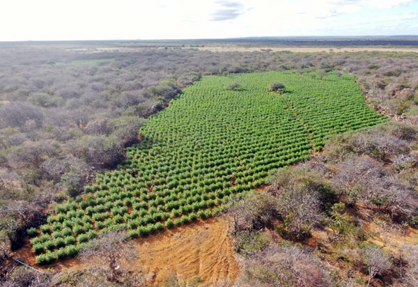 410 mil pés de maconha são erradicados pela PM na região Norte
