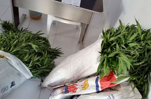 Ibicoara: Polícia apreendeu pés de maconha na zona rural
