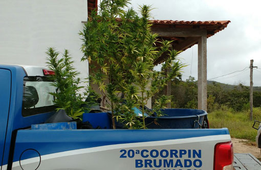Ibicoara: Polícia Civil aprende 500 mudas de maconha e material de plantio