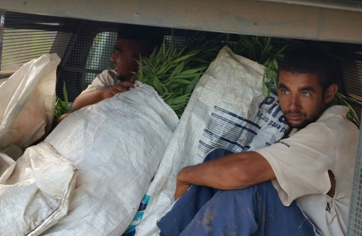 Ibicoara: Polícia apreendeu pés de maconha na zona rural