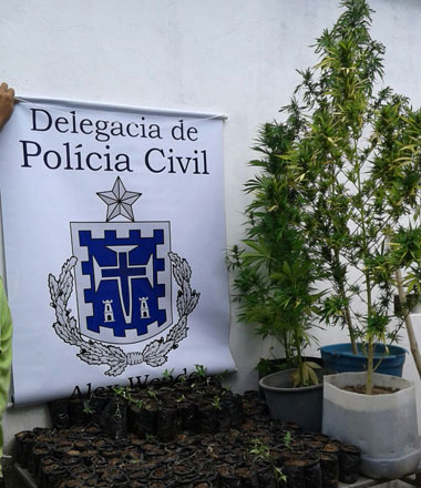 Ibicoara: Polícia Civil aprende 500 mudas de maconha e material de plantio