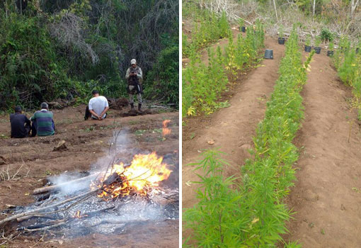 Ibicoara: polícias Civil e Militar localizam pés de maconha na zona rural; três pessoas foram presas