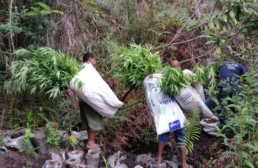 Ibicoara: Polícia apreendeu pés de maconha na zona rural