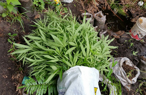 Remédio derivado de maconha tem autorizada venda no Brasil pela Anvisa 