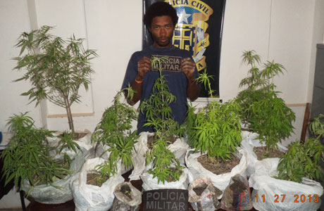Ibicoara: Polícia Militar descobre plantação de Maconha