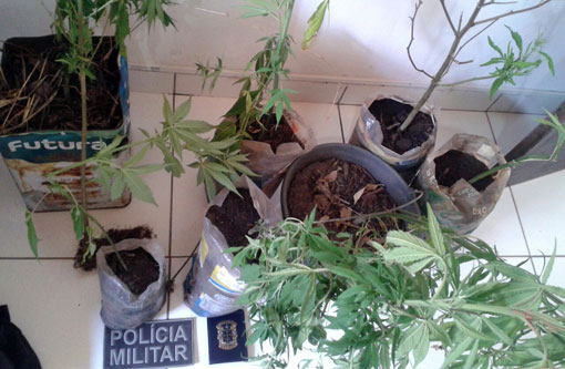 Ibicoara: Polícia detém homem que cultivava maconha