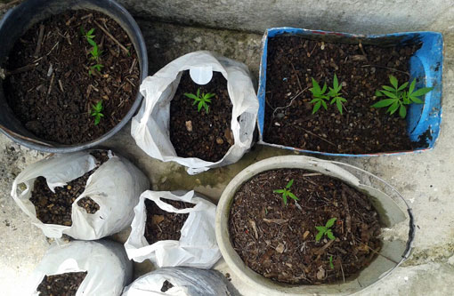 Polícia apreende pés e mudas de maconha em Ibicoara