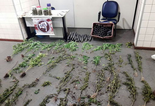 Iramaia: CAESG localiza plantação de maconha 