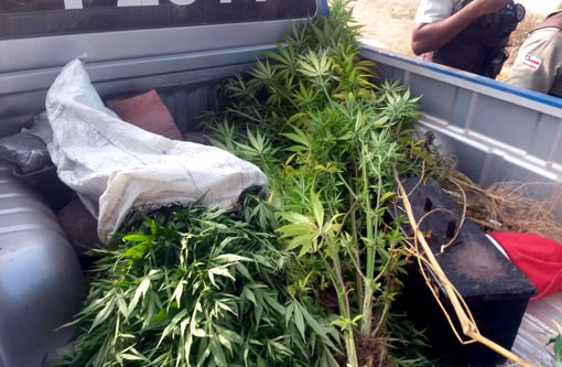 Ituaçu: Polícia descobre plantação de maconha; dois foram detidos