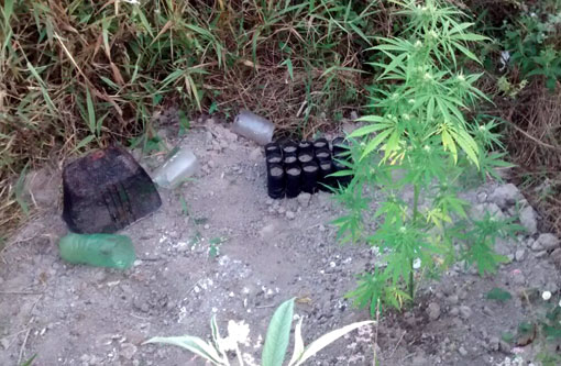 Ituaçu: Polícia descobre plantação de maconha; dois foram detidos