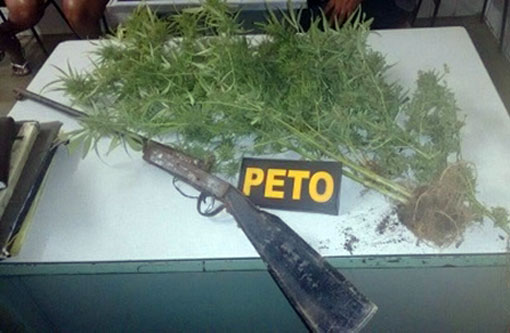 Livramento: Polícia apreende pés de maconha