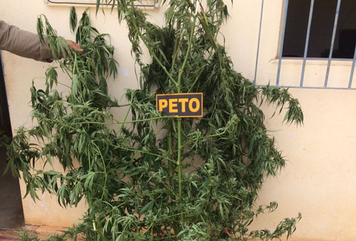 Livramento: Polícia Militar apreende pés de maconha que eram cultivados no Povoado dos Patos