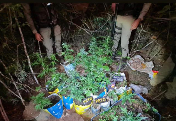Piripá: 80ª CIPM apreende pés de maconha na zona rural