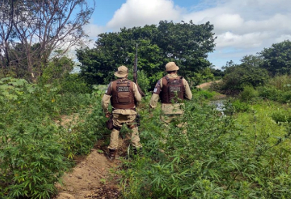 PM erradica 4.700 pés de maconha em ilha do Rio São Francisco