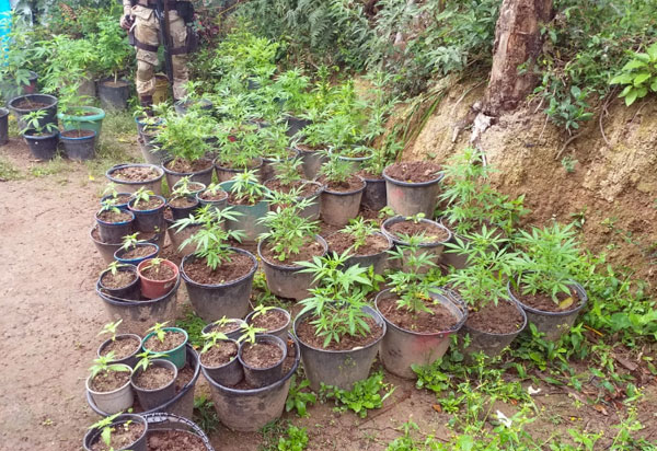 Chapada Diamantina: Plantações de maconha descobertas no Vale do Capão