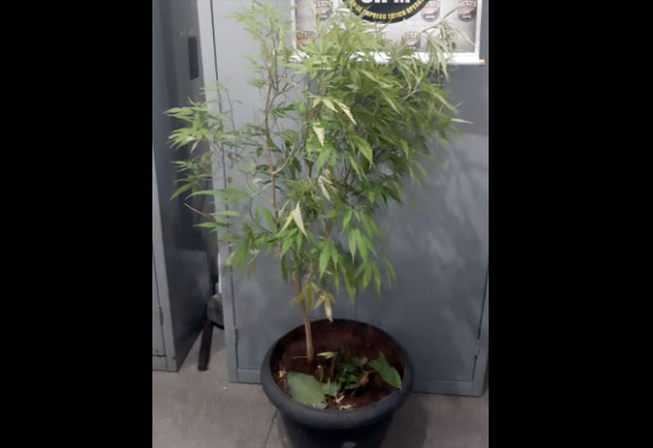 Brumado: Dupla é detida após ser flagrada com pé de Maconha no bairro Dr. Juracy